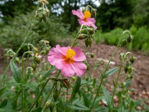 Sonnenblume - Helianthemum 'Lawrenson's Pink' TIP
