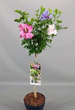 Althaeastruik op stam - Hibiscus syriacus 'Tricolor' 