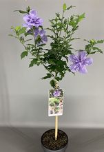 Althaeastruik op stam - Hibiscus syriacus 'Blue chiffon'