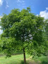 Ungarische Eiche - Quercus frainetto