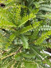 Honigbaum - Sophora microphylla 'Sun King'