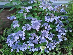 Hortensie - Hortensie macrophylla 'Blauling'