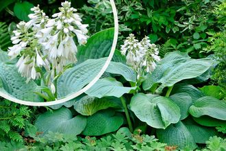 Hartlelie - Hosta 'Blue Angel'