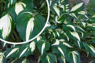 Hartlelie - Hosta 'Undulata Mediovariegata'