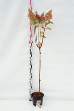 Pluimhortensia op stam - Hydrangea paniculata 'Candlelight'