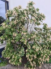 Rotsheide - Pieris japonica