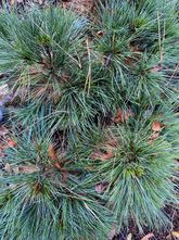 Dwergweymouthsden - Pinus strobus 'minima'