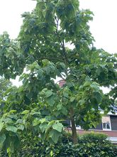 Magnolia macrophylla - Großblättrige Magnolie 