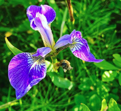 Bürstige Schwertlilie - Iris setosa