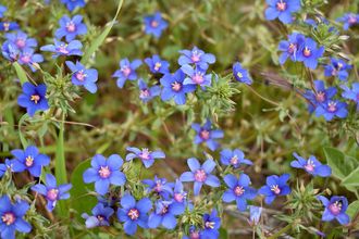 Italiaanse ossentong - Anchusa azurea