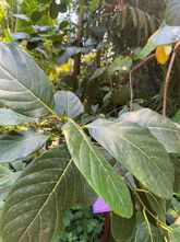 Jackfrucht - Artocarpus heterophyllus