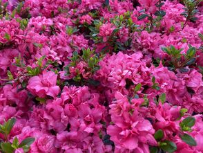 Japanische Azalee - Rhododendron japonica