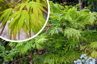 Japanischer Ahorn - Acer japonicum 'Aconitifolium