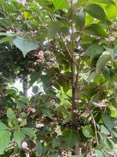 Japanischer Storaxbaum - Styrax japonicus 'Purple Haze'