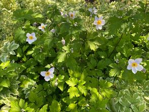 Japanse anemoon - Anemone rupicola 'Ruffled Swan'