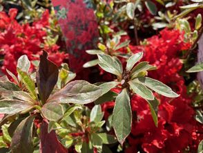 Japanische Azalee - Rhododendron 'Hot Shot'