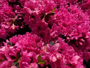 Japanische Azalee - Rhododendron 'Melina'