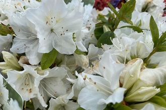 Japanse azalea - Rhododendron 'Pleasant White'