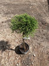 Japanische Zypresse auf einem Baumstamm - Cryptomeria japonica 'Little Champion