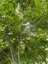 Japanse esdoorn - Acer palmatum 'Linearilobum'