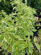 Japanse grootbloemige kornoelje - Cornus kousa 'Ohkan'