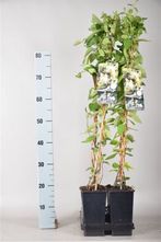 Japanisches Geißblatt - Lonicera japonica 'Halliana