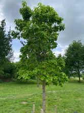 Japanse keizereik - Quercus dentata