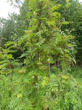 Japanse lijsterbes - Sorbus commixta - Hoogstam 300-350 cm