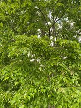 Japanische Linde - Tilia cordata japonica