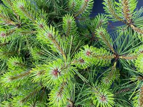 Japanische Rotkiefer - Pinus Densiflora 'Jane Kluis'