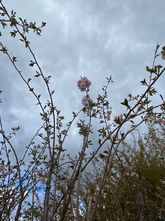 Japanse sierkers - Prunus 'Accolade' 120 cm - halfstam