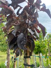 Japanische Kirsche am Stamm 120 cm - Prunus serrulata 'Royal Burgundy'