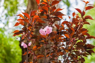 Japanse sierkers - Prunus serrulata 'Royal Burgundy' Hoogstam boom