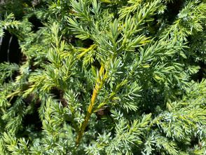 Wacholder - Juniperus squamata 'Blue Carpet'.