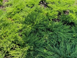 Wacholder - Juniperus horizontalis