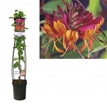 Geißblatt - Lonicera heckrottii 'Goldflame'