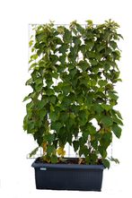 Fertige Kiwi-Hecke - Actinidia deliciosa 'kiwi' 180H x120B
