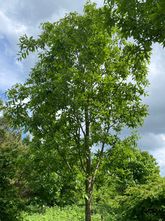 Kastanienblättrige Eiche - Quercus castaneifolia