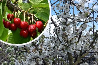 Kersenboom - Prunus Avium 'Kordia'
