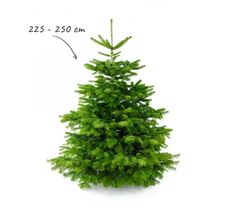Echte kerstboom - Nordmann - Abies nordmanniana ca. 225 tot 250 cm (zonder kluit)