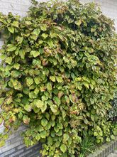 Kletternde Hortensie - Hydrangea anomala subsp. petiolaris