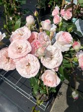 Klimroos - Rosa 'Mini Eden Rose' Meibigboni