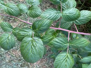 Knekelframboos - Rubus niveus