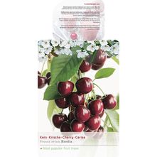 Kersenboom - Prunus Avium 'Kordia'