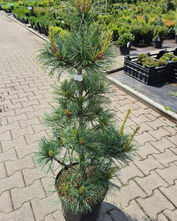 Koreaanse den - Pinus koraiensis 'Silveray'