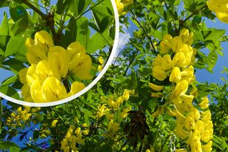 Treur goudenregen - Laburnum alpinum 'Pendulum' hoogstam boom 250-300 cm