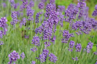Gewone Lavendel - Lavandula angustifolia 'Ellagance Purple'