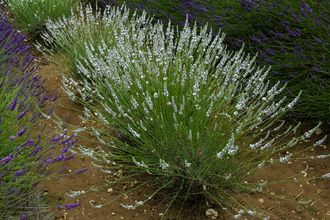 Lavendel - Lavandula intermedia 'Edelweiss'