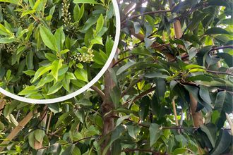Lei Portugese laurier - Prunus lusitanica Angustifolia Leiboom 