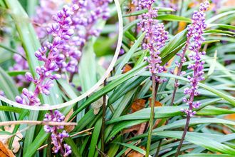 Bio-Liliengras - Liriope muscari 'Lilac Wonder'